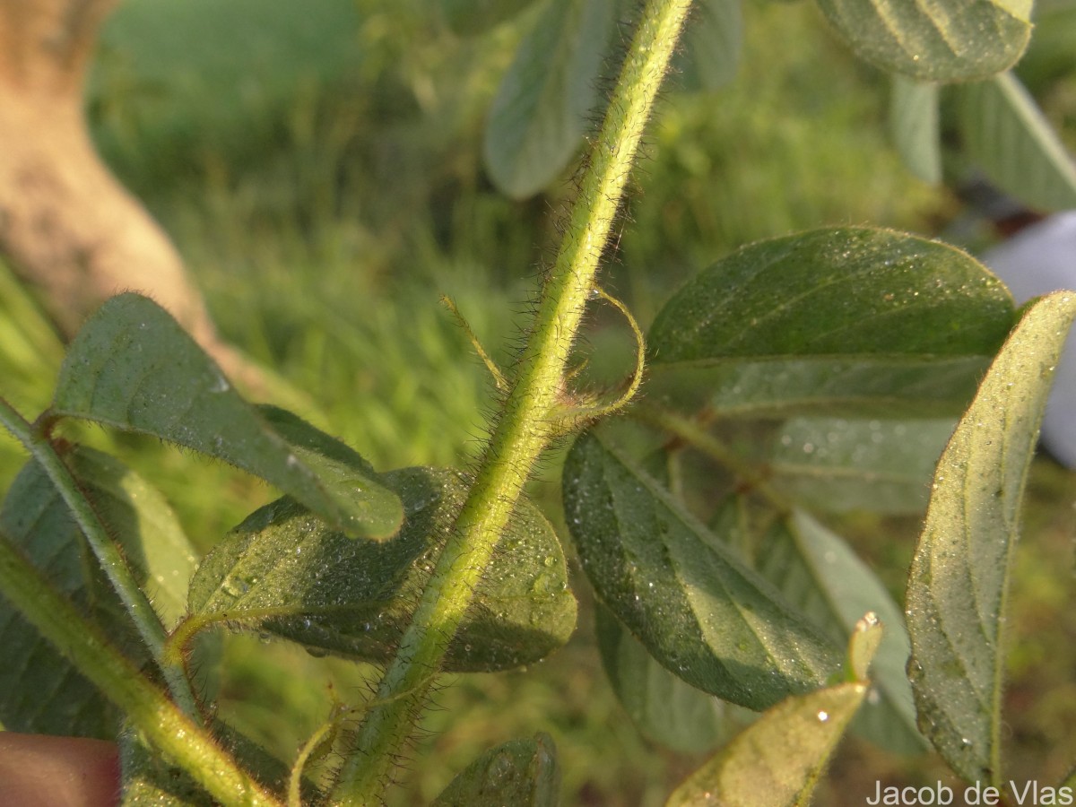 Indigofera hirsuta L.